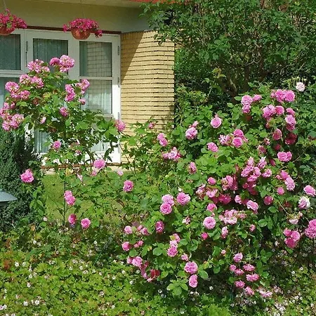 Rose-house Frühstückspension Hillerød