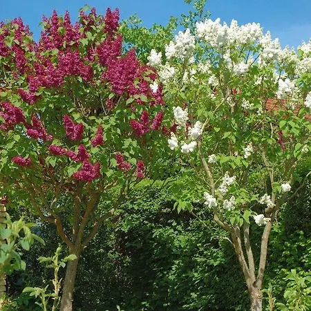 Rose-house Frühstückspension