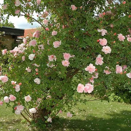 Rose-house Frühstückspension